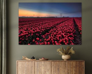 Aflossing van dag en nacht bij rode tulpen van peterheinspictures
