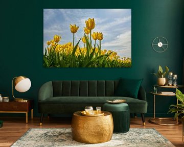 Gele tulpen vanuit kikkerperspectief van Ad Jekel