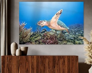 Sea turtle on the reef by Jeroen Coremans