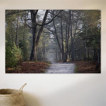Forest path in the Zwolse Bos