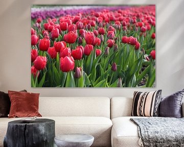 Tulpenveld met rode paarse en roze tulpen van Emiel de Lange