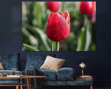 Detail photo red tulip by Emiel de Lange