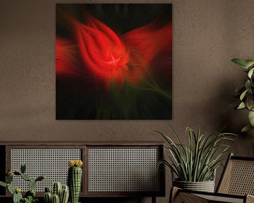Flower of light. Abstract Geometric Fireworks. Red star. by Dina Dankers