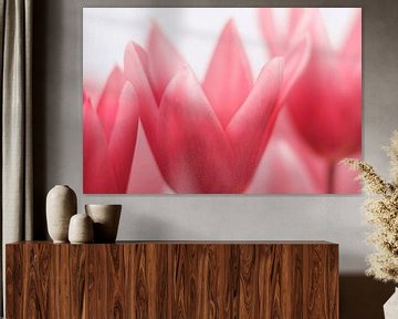 Tulips in shades of pink by Paula van den Akker