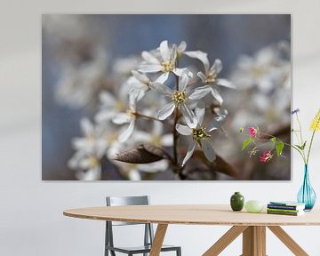 Zarte Blüten der Felsenbirne im Frühling von Ulrike Leone