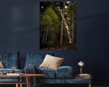 alter Baum von snippefotografie