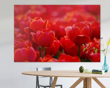 Hollandse rode tulpen in close up/ Red Dutch Tulips in close up