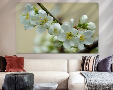 White Flower in Spring Still Life by Animaflora PicsStock