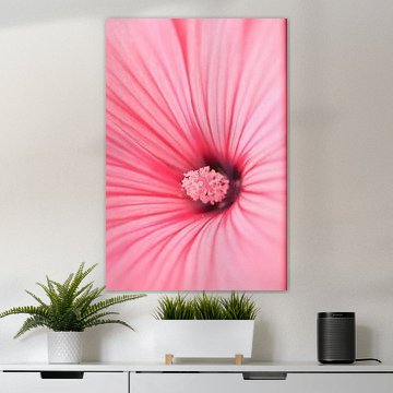 Hibiscus up close | Pink flower