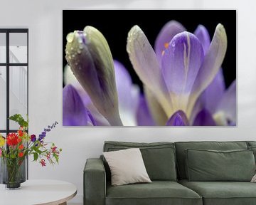 Crocus avec une lumière printanière ensoleillée de près avec des gouttes de rosée