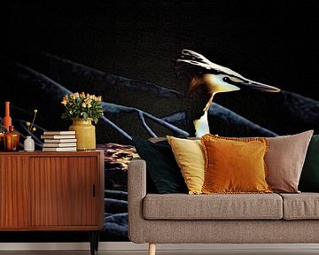 Low-Key-Porträt Haubentaucher auf schwarzer Leinwand