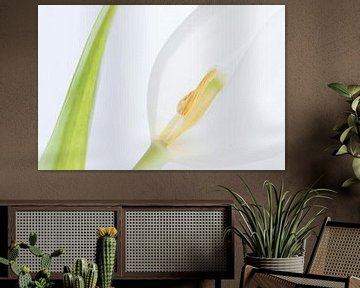 White tulip in highkey by Heidi Bol