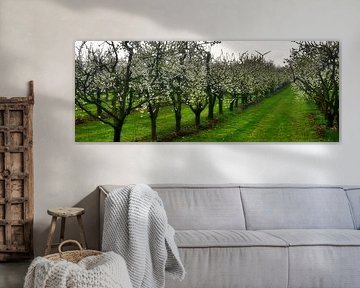 Tree blossom on the apple orchard