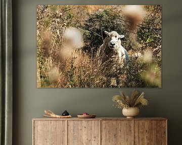 Nieuwsgierig schaap in de bossen met mooie herfstkleuren van Rianne van Baarsen