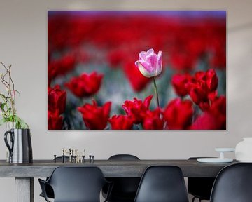 Tulips in Zeeland by Rob van der Teen