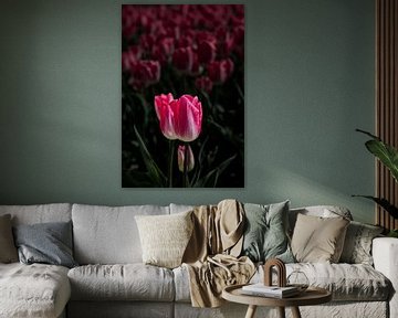 Tulip on Goeree-Overflakkee by Angelique Niehorster