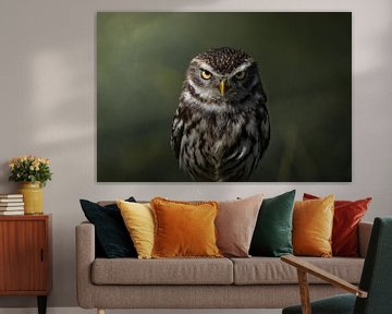 little owl portret by Bouke Willems