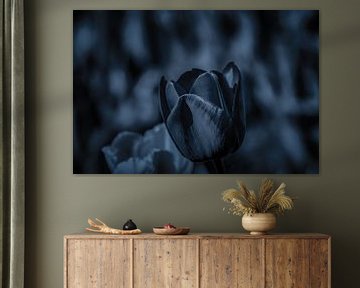 La tulipe noire, un gros plan.... sur Nicolaas Digi Art