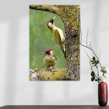 Grünspechtpaar im Hochstamm-Obstgarten am Deich