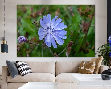 Chicory - Blue blossom in the summer meadow by t.ART