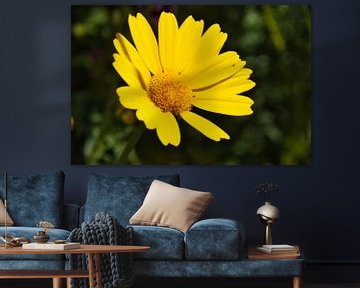 Gelbe Kronenwucherblume - Makrofotografie von Patrick Wittling