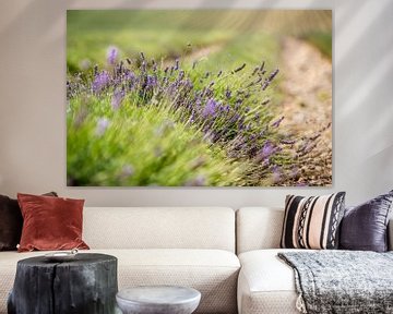 Lavender Field by Henk Verheyen