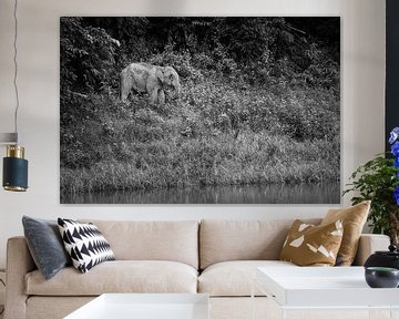 Elefant im Dschungel von Johan Zwarthoed