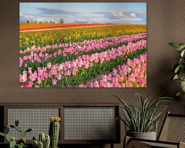 Colourful tulip field in the evening sun by Michael Valjak