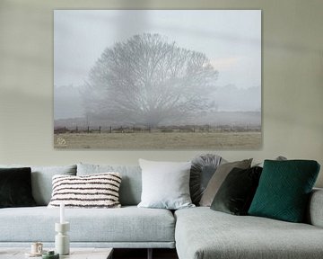 arbre dans la brume du matin sur cd_photography