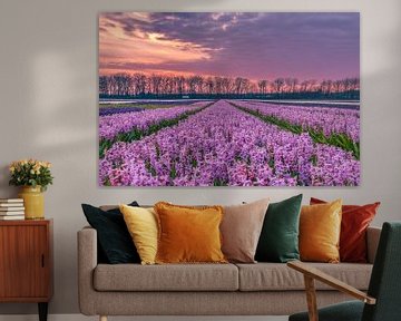 Setting sun over a field of hyacinths by Alex Hoeksema