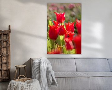 Rode tulpen van Alex Hoeksema