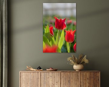 Red tulips by Alex Hoeksema