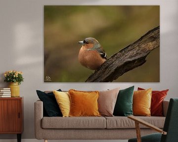 finch (male)