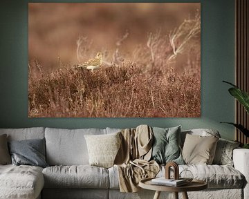 skylark on the moors by cd_photography
