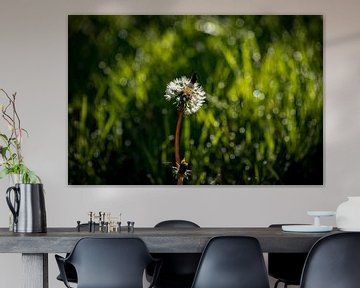 dandelion with cap by Jeannette Fotografie