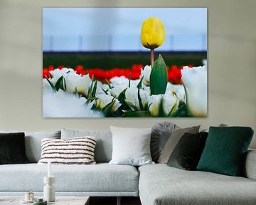 Gelbe Tulpe zwischen weißen Tulpen von Vinte3Sete