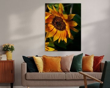 Sunflower in golden light | Photography Wall Art by Luis Boullosa