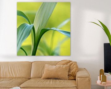 Lucky Bamboo by Violetta Honkisz