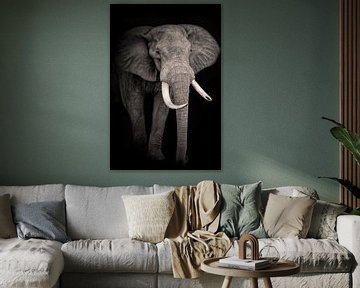 Portret mooie olifant in zwart en wit