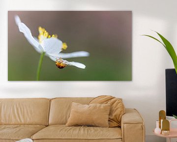 Wood anemone with mildew ladybird by Marjan van der Heijden