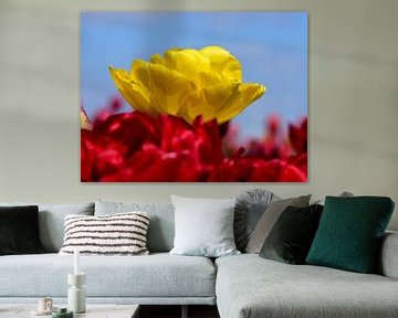 Yellow tulip above red tulips