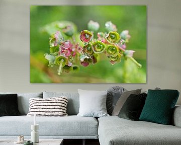Blueberry Blossom Next Stage by Iris Holzer Richardson