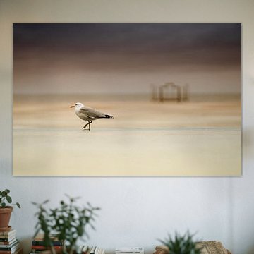 Eine Möwe in Ostende