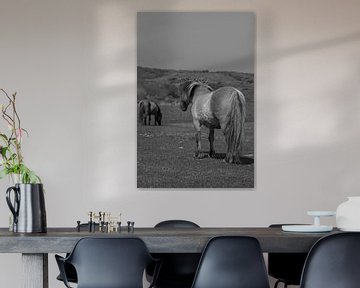 Konikpaarden in de Kennemerduinen, Noord-Holland van Peter Bartelings