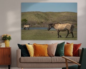 Konikpaarden in de Kennemerduinen, Noord-Holland