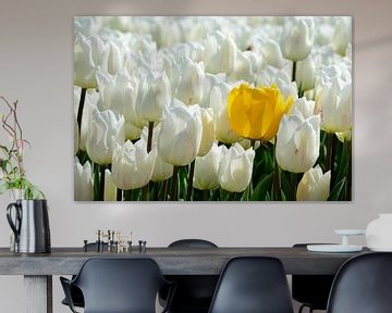 A yellow tulip among white tulips