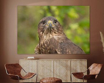 Portret Europese buizerd