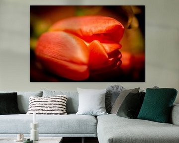 Oranje Tulp van FotoGraaG Hanneke