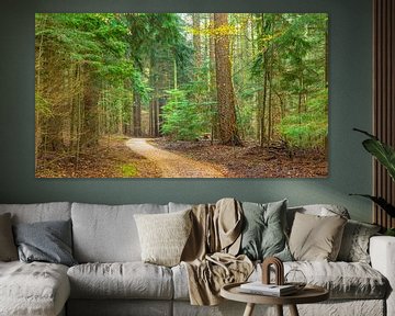 Path through the Speulder forest by Frank Smit Fotografie