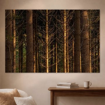 Veluwe - Geradeaus geht's